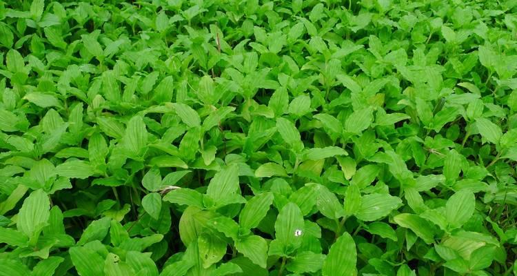 回城旁边适合播种哪些植物？如何选择合适的种子？