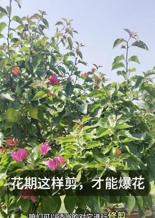 三角梅嫩叶修剪的最佳时机和方法是什么？