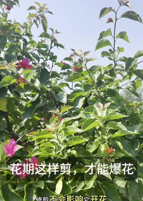 三角梅嫩叶修剪的最佳时机和方法是什么？