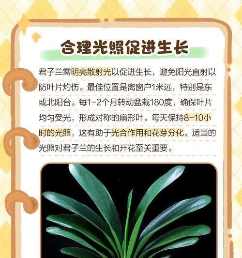 君子兰变黄变软？如何处理和恢复君子兰的健康？