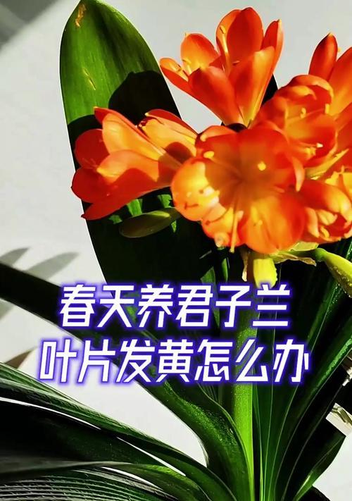 君子兰变黄变软？如何处理和恢复君子兰的健康？