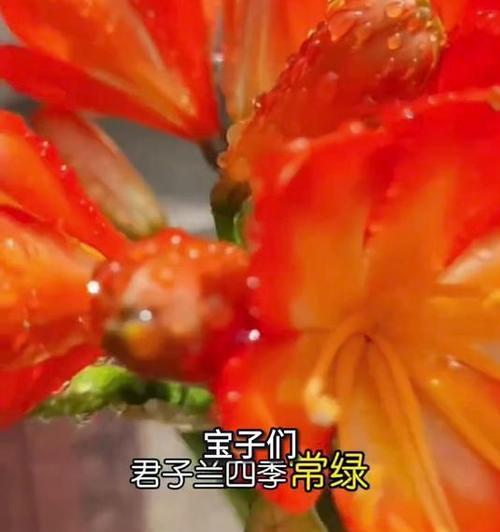 君子兰变黄变软？如何处理和恢复君子兰的健康？