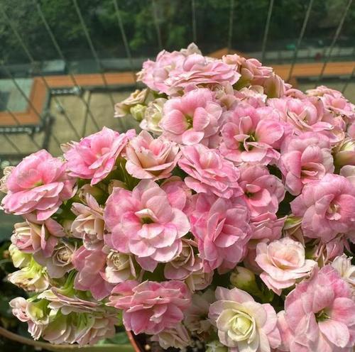 阳台适合放置哪些类型的花植物？