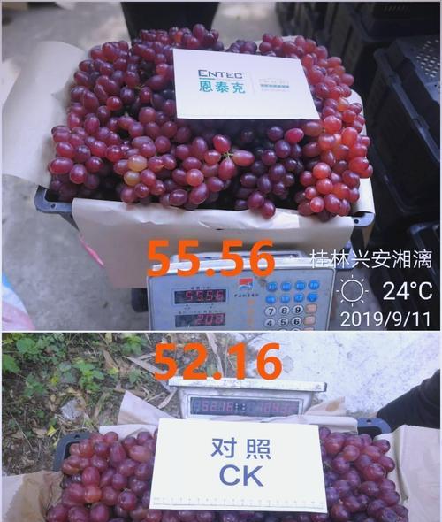 自制葡萄肥料的方法有哪些？效果如何？