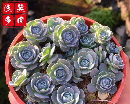 瓦松盆景的正确浇水方法是什么？