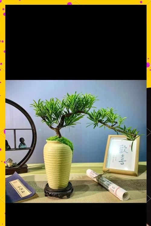 瓦松盆景的正确浇水方法是什么？