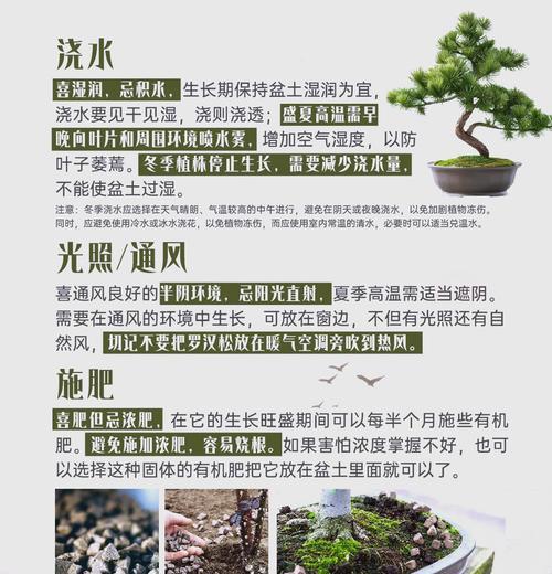 瓦松盆景的正确浇水方法是什么？