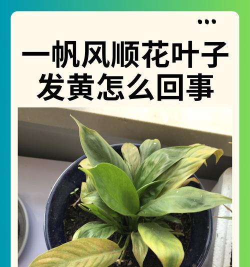龙船花叶子发黄怎么处理？可能的原因和解决方法是什么？