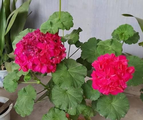 两年未开花的天竺葵该如何养护？