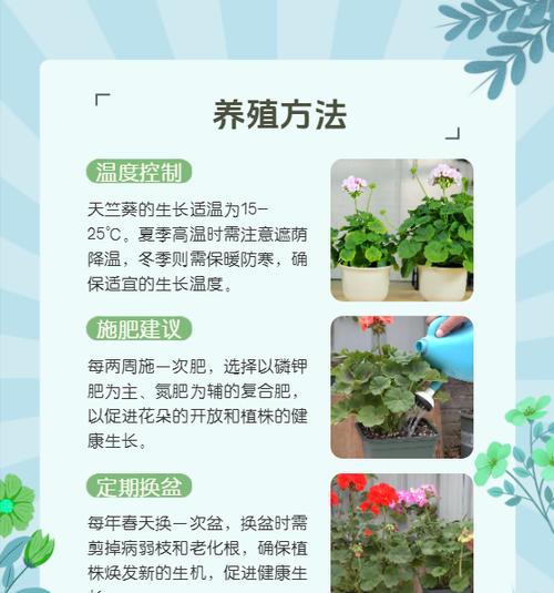 两年未开花的天竺葵该如何养护？