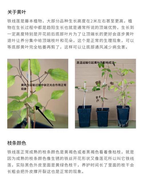 铁线莲刚移栽怎么养护和管理？移栽后的注意事项有哪些？