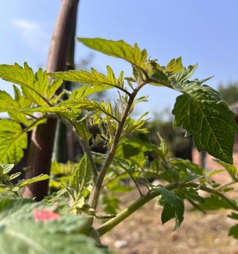 夏季千寿丸如何正确浇水？