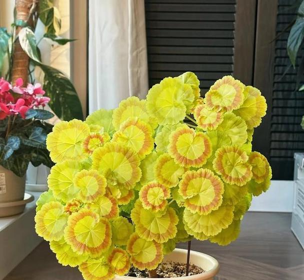 天竺葵的正确打理方法是什么？