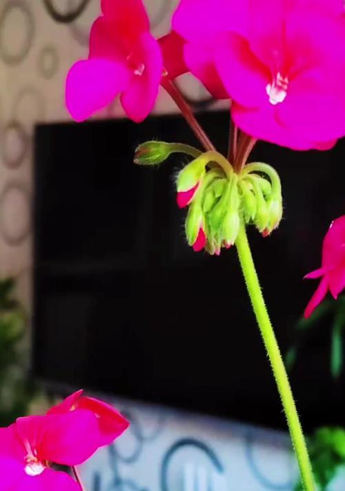 天竺葵的正确打理方法是什么？