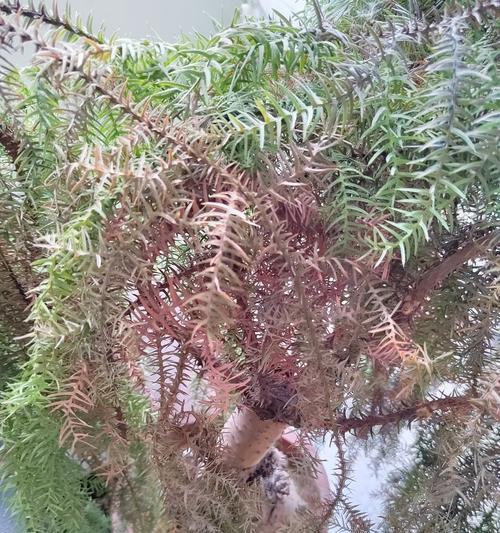 木本植物澳洲杉盆栽的养护方法是什么？