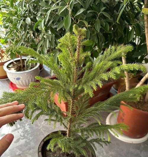 木本植物澳洲杉盆栽的养护方法是什么？