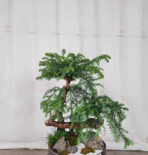 木本植物澳洲杉盆栽的养护方法是什么？
