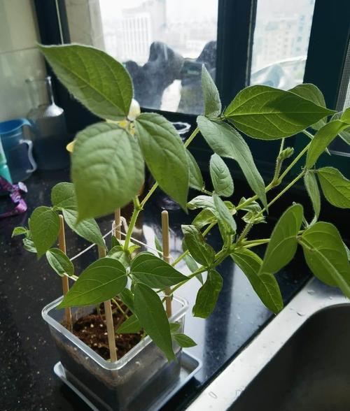 如何给芽苗浇水效果最好？浇水方法对芽苗生长有何影响？