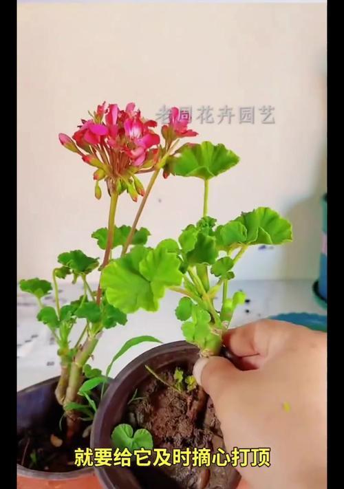 如何让天竺葵爆盆？有哪些技巧？