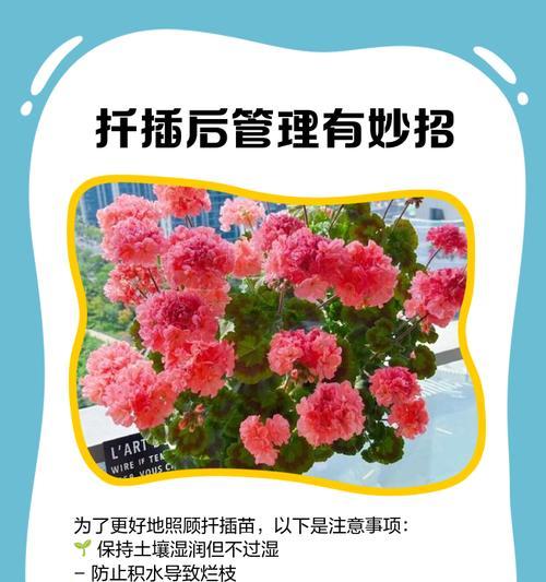 如何让天竺葵爆盆？有哪些技巧？