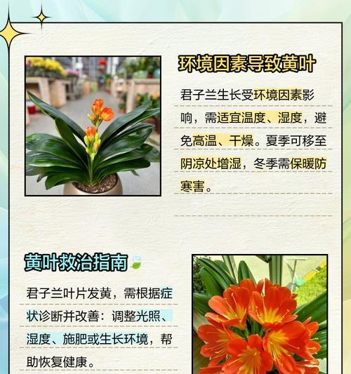 君子兰叶片颜色淡？如何恢复其鲜艳色彩？