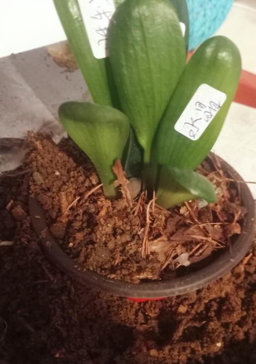 君子兰叶片颜色淡？如何恢复其鲜艳色彩？