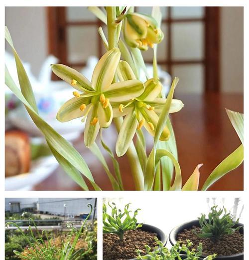 木本植物如何养得高大？有哪些有效的养护技巧？