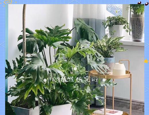 木本植物如何养得高大？有哪些有效的养护技巧？