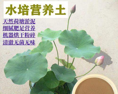 塘泥自制肥料的正确用量是多少？如何使用塘泥制作肥料？