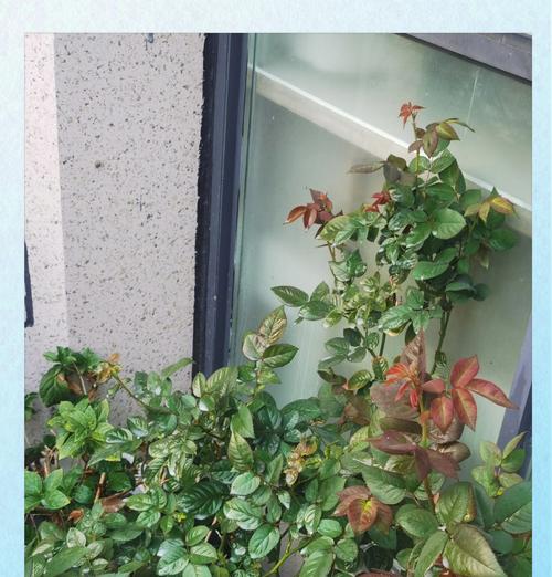 月季花休眠浇水方法是什么？休眠期的正确浇水指南。