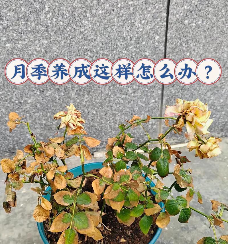 月季花休眠浇水方法是什么？休眠期的正确浇水指南。
