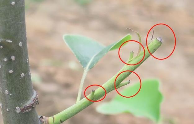 南瓜嫩梢栽培的关键技术要点是什么？