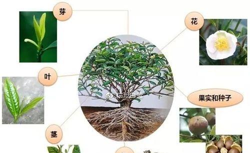 南瓜嫩梢栽培的关键技术要点是什么？