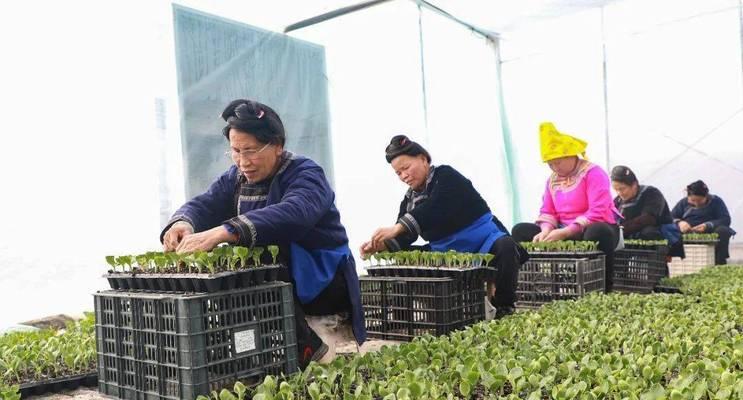 贵州黔东南地区西瓜播种时间是什么时候？