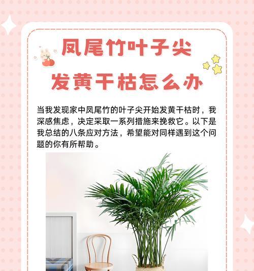 木樨树叶子尖发黄干枯的解决方法是什么？
