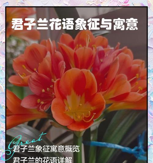 君子兰品种寓意有哪些不同？