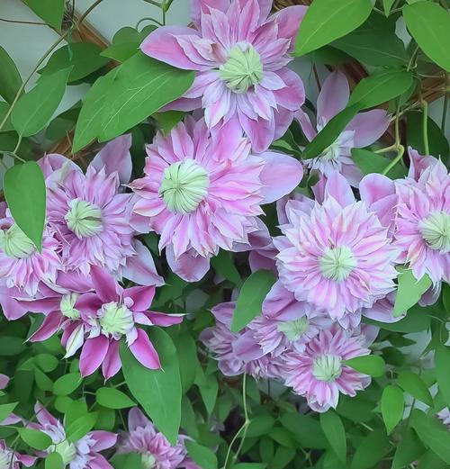 铁线莲春季花开后的正确养护方法是什么？