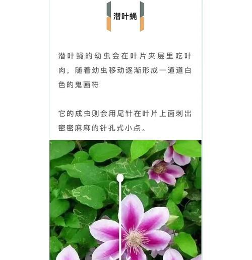 铁线莲春季花开后的正确养护方法是什么？