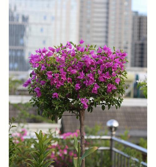 春天如何让三角梅爆花？