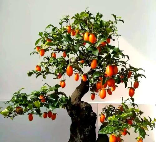 阳台适合养哪些辟邪花卉？