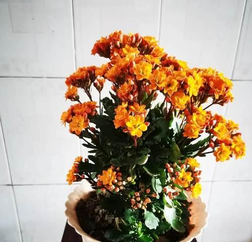 阳台适合养哪些辟邪花卉？