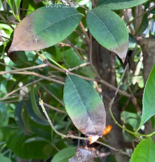 新栽桂花叶子发黄的原因是什么？如何进行有效处理？