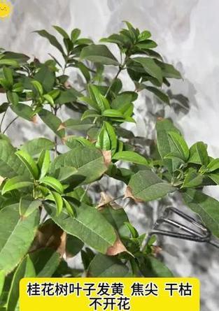 新栽桂花叶子发黄的原因是什么？如何进行有效处理？