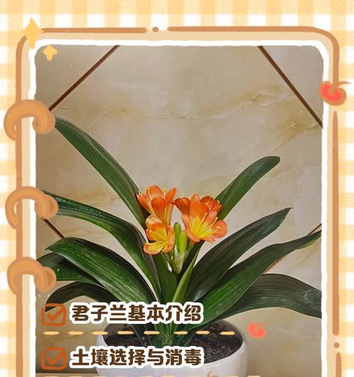 开花君子兰的正确栽种方法是什么？
