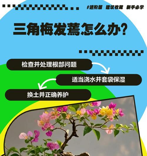 三角梅根部正反面如何区分？