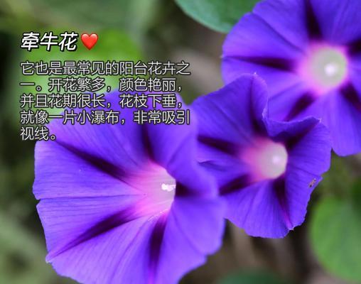 阳台适合养殖哪些类型的花卉？