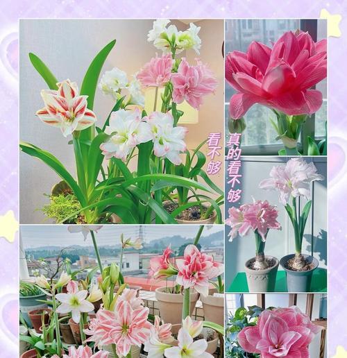 朱顶红的正确切口应该是什么样子？
