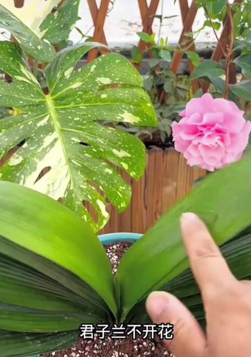 君子兰点黄粉后开花异常怎么办？