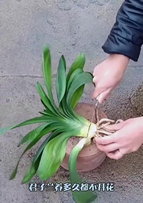 君子兰点黄粉后开花异常怎么办？