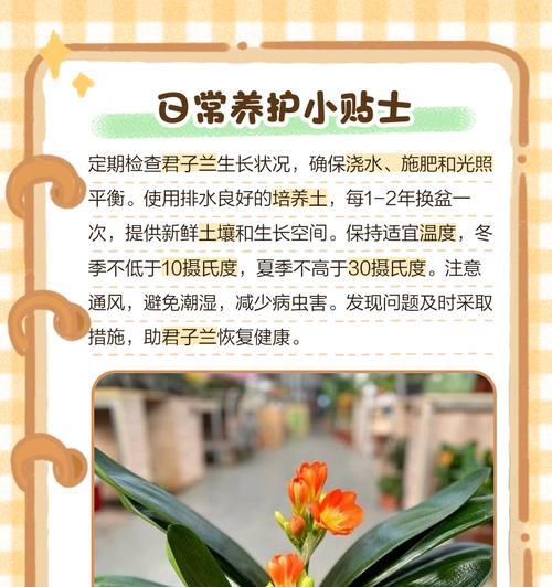 君子兰点黄粉后开花异常怎么办？